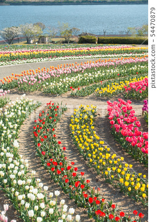 [愛知縣] Sante Garden Flower Festival Sante Park Tahara 54470879