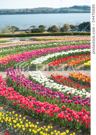 [愛知縣] Sante Garden Flower Festival Sante Park Tahara 54470880