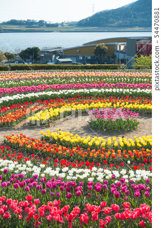 [愛知縣] Sante Garden Flower Festival Sante Park Tahara 54470881