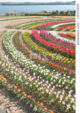 [愛知縣] Sante Garden Flower Festival Sante Park Tahara 54470890