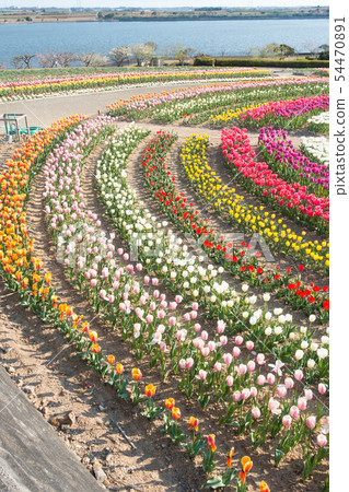 [愛知縣] Sante Garden Flower Festival Sante Park Tahara 54470891