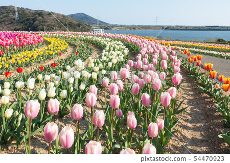 [愛知縣] Sante Garden Flower Festival Sante Park Tahara 54470923