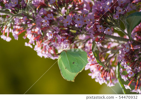 Closeup of green butterfly on buddhleia flower Closeup of green butterfly on buddhleia flower 54470932