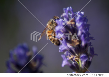 closeup of bee on lavender flowers in a public closeup of bee on lavender flowers in a public 54470939