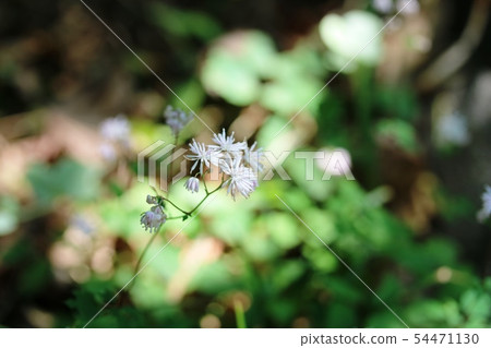 Chikuji deciduous pine flower 54471130