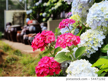 hydrangea suguk Festival in taejongsa temple 54471282
