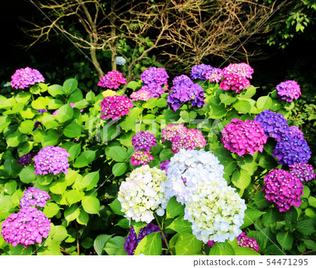 hydrangea suguk Festival in taejongsa temple 54471295
