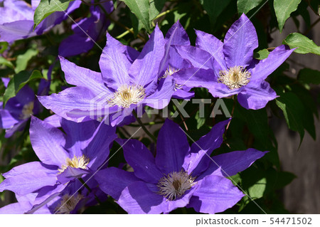 Purple clematis in full bloom Purple clematis in full bloom 54471502