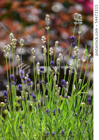 White and purple lavender 54471515