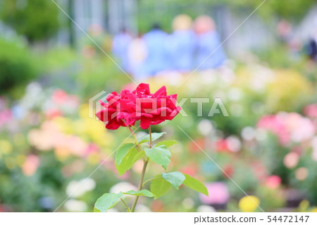 玫瑰花朵爸爸梅安 玫瑰花朵爸爸梅安 54472147