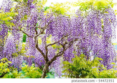  紫藤花 54472351