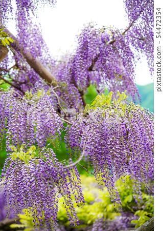 Wisteria flowers Wisteria flowers 54472354