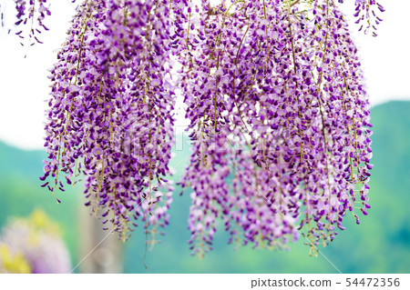  紫藤花 54472356
