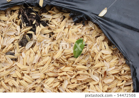 Direct sowing of corn 54472508