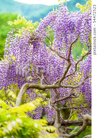  紫藤花 54472523