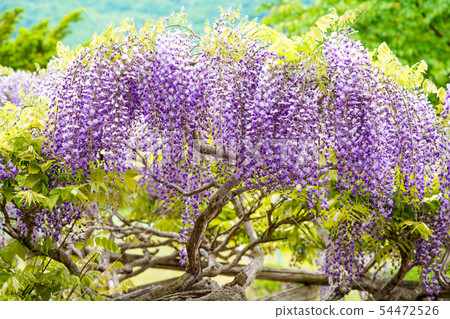  Wisteria flowers 54472526