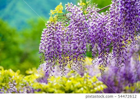 紫藤花 紫藤花 54472612