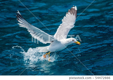 Gull hunting down fish 54472666