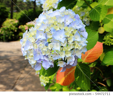 hydrangea suguk Festival in taejongsa temple 54472711