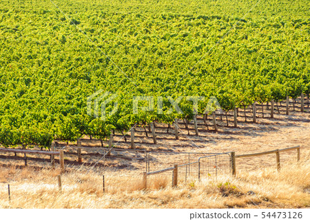 Vineyard - Barossa Valley Vineyard - Barossa Valley 54473126