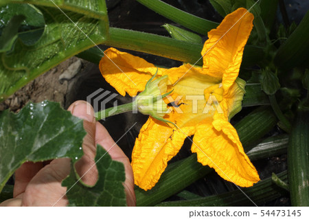夏南瓜花男性花女性花 夏南瓜花男性花女性花 54473145