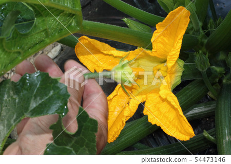 夏南瓜花男性花女性花 54473146