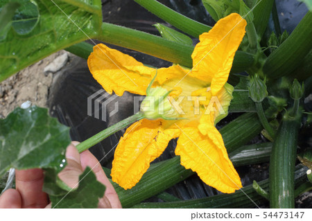 夏南瓜花男性花女性花 夏南瓜花男性花女性花 54473147