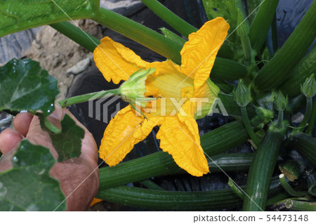 Zucchini flower male flower female flower Zucchini flower male flower female flower 54473148