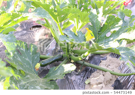 Zucchini flower male flower female flower Zucchini flower male flower female flower 54473149