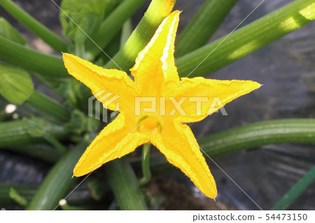 Zucchini flower male flower female flower 54473150