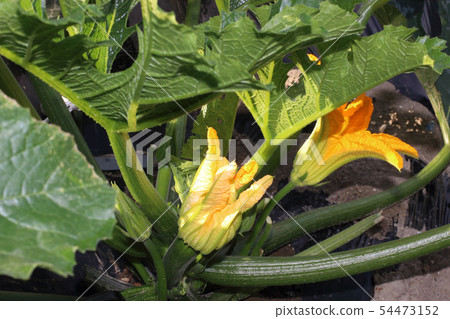 Zucchini flower male flower female flower 54473152