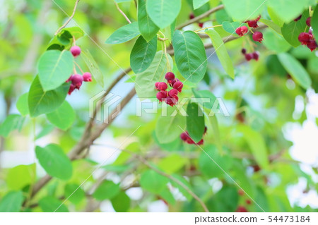 Fruit of June belly 54473184