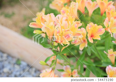 Alstroemeria flowers 54473190