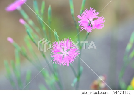 Dianthus flower 54473192