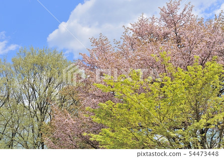 Fresh green tree and cherry blossom Fresh green tree and cherry blossom 54473448