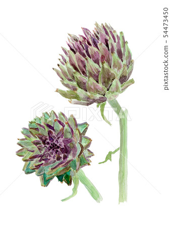 Cynara scolymus朝鮮薊 Cynara scolymus朝鮮薊 54473450