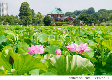 東京都上野公園不忍池蓮の季節 图库照片