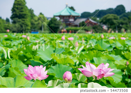 東京都上野公園不忍池蓮の季節 图库照片