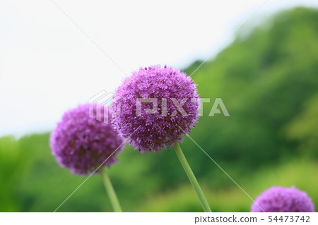 Allium Giganchuum flower Allium Giganchuum flower 54473742