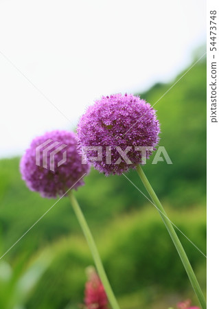 Aurum giganthum花 Aurum giganthum花 54473748
