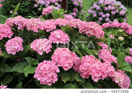Ka Haya's Village Hydrangea Festival Ka Haya's Village Hydrangea Festival 54473896