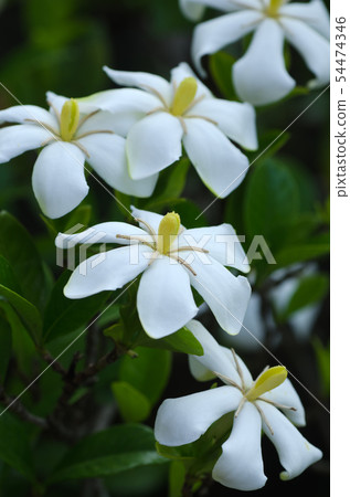 Apricot flower Apricot flower 54474346