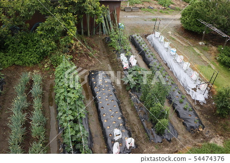Kitchen garden full view Kitchen garden full view 54474376