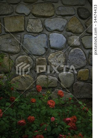 rose rose 54474433