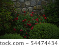 Rose 54474434