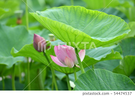 Ancient lotus Ancient lotus 54474537