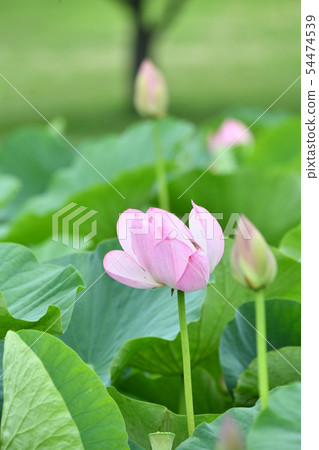 Ancient lotus 54474539