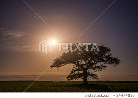 Old oak tree in the night sky with the moon Old oak tree in the night sky with the moon 54474856
