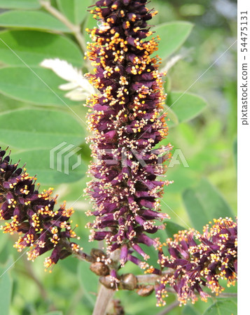 Itachihagi Kurobana Enju 54475131