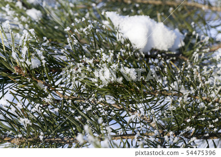 Winter time Winter time 54475396